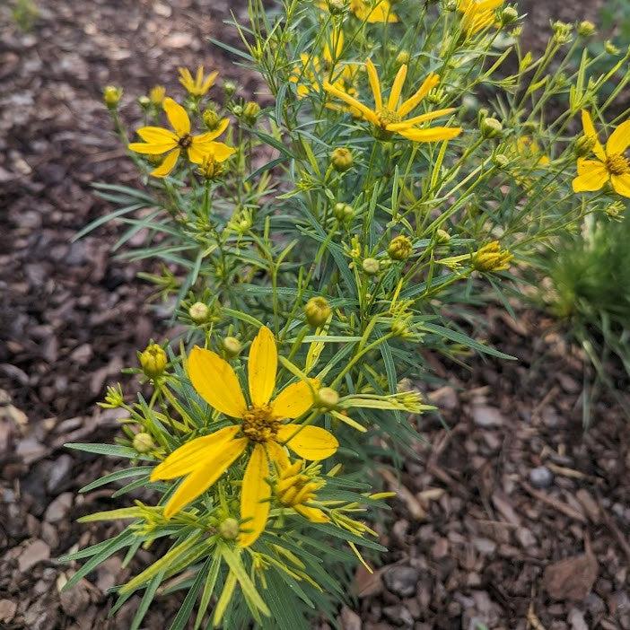 Coreopsis verticillata ‘Electric Avenue’ PP24,688 ~ Mayo Clinic Flower of Hope™ Coreopsis-ServeScape