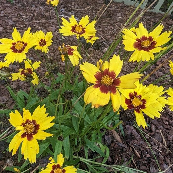 Coreopsis grandiflora 'SunKiss' ~ Sunkiss Tickseed-ServeScape
