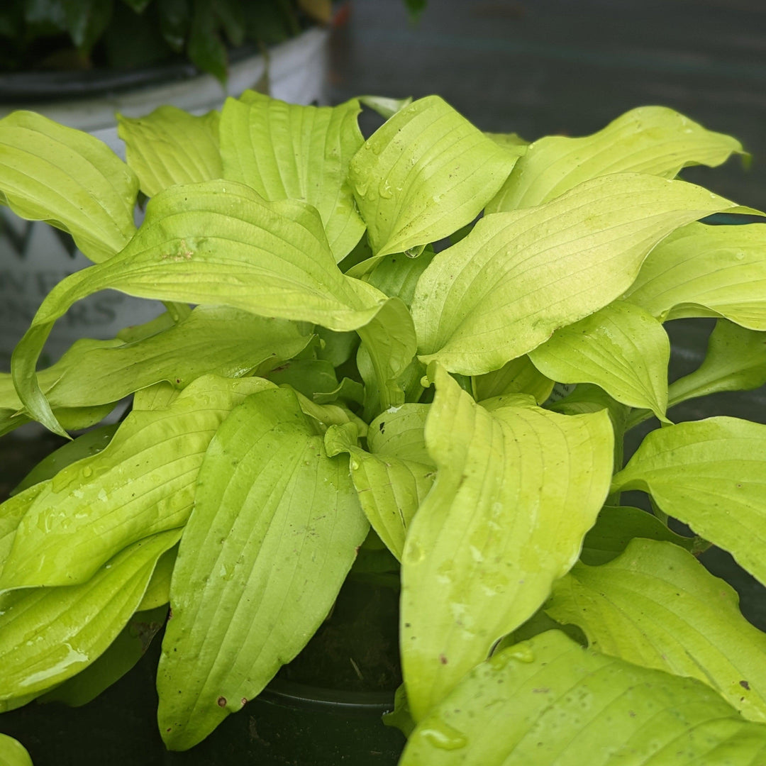 Hosta 'Dancing Queen' ~ Monrovia® Dancing Queen Hosta-ServeScape