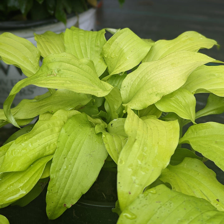 Hosta 'Dancing Queen' ~ Monrovia® Dancing Queen Hosta-ServeScape