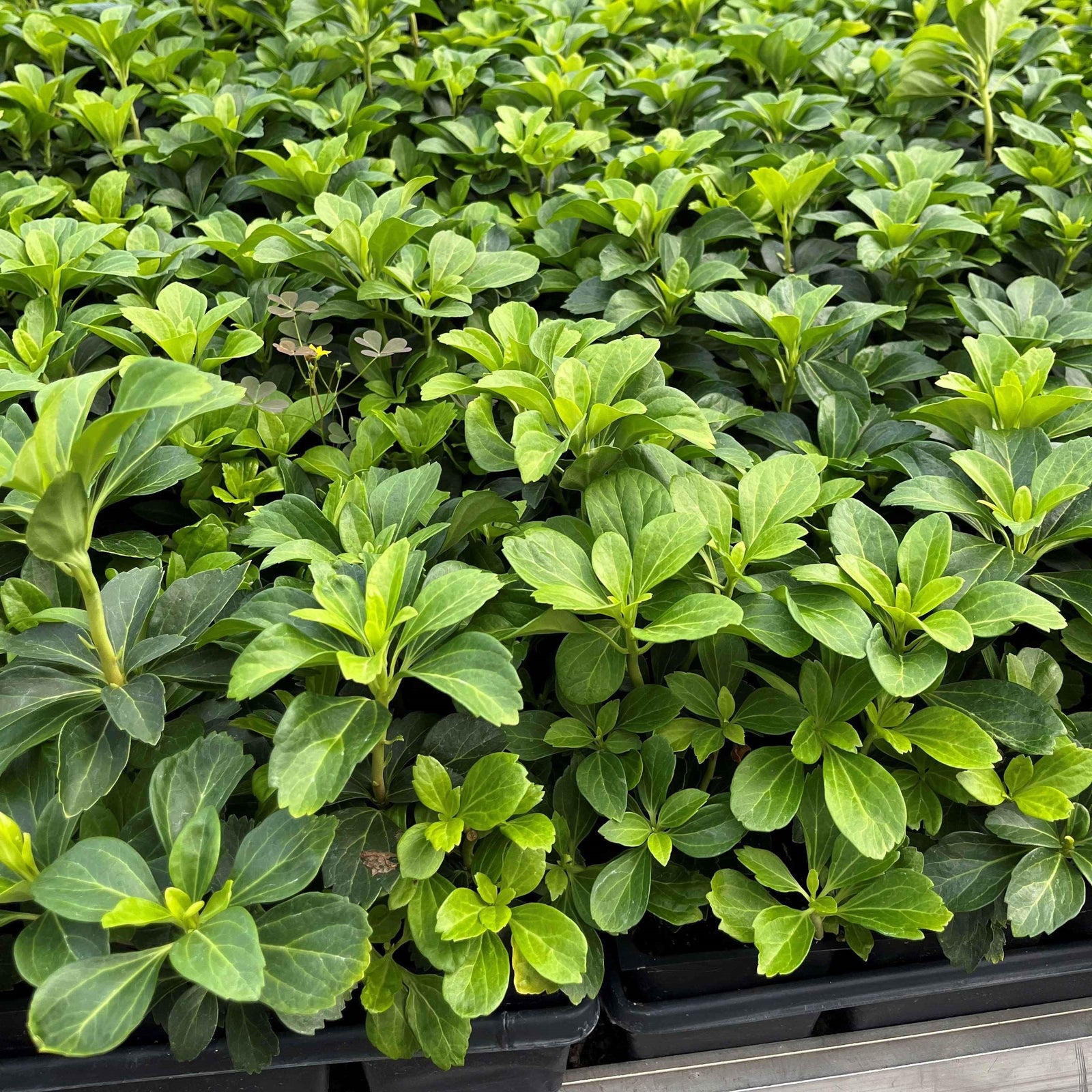 Pachysandra terminalis ~ Japanese Spurge-ServeScape