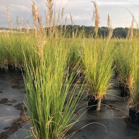 Cortaderia selloana ~ Pampas Grass-ServeScape