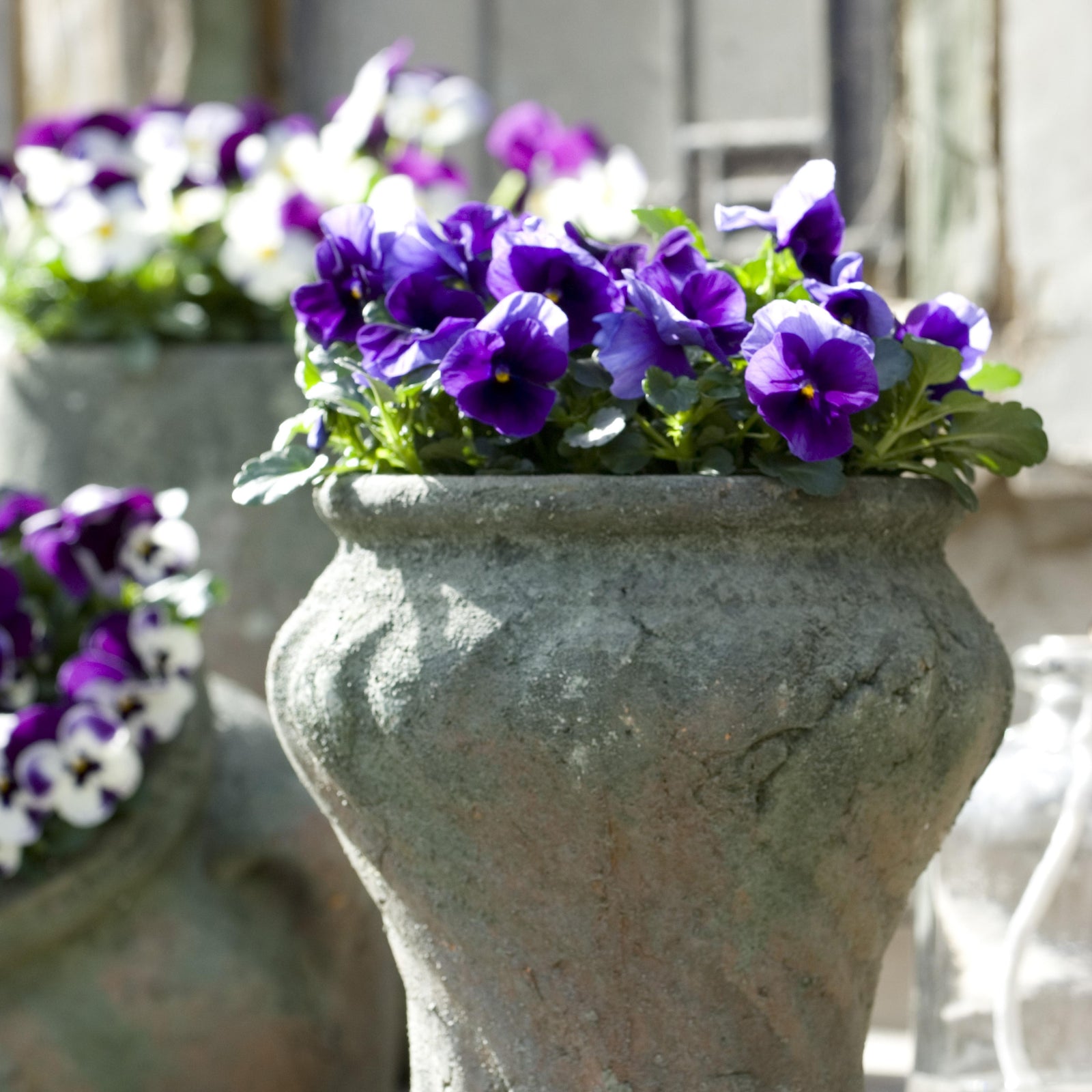 Viola cornuta 'PAS1122565' ~ Sorbet™ XP Beaconsfield Viola-ServeScape