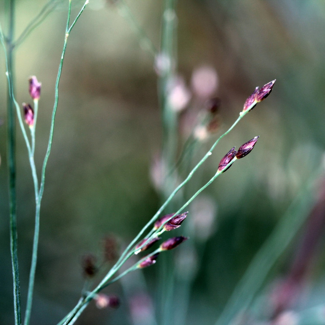 Panicum virgatum 'Hot Rod' ~ Hot Rod Switch Grass-ServeScape