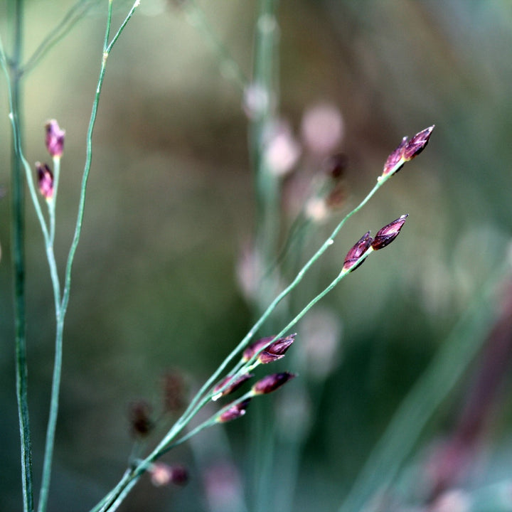 Panicum virgatum 'Hot Rod' ~ Hot Rod Switch Grass-ServeScape