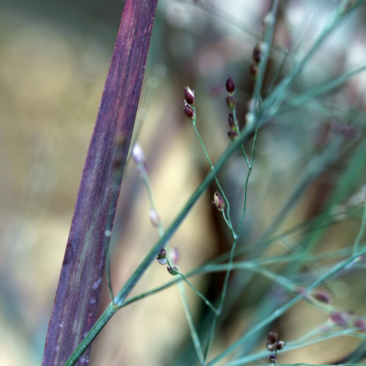 Panicum virgatum 'Hot Rod' ~ Hot Rod Switch Grass-ServeScape