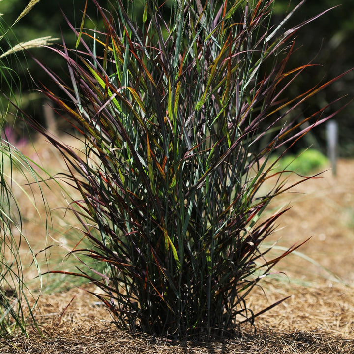 Panicum virgatum 'Hot Rod' ~ Hot Rod Switch Grass-ServeScape