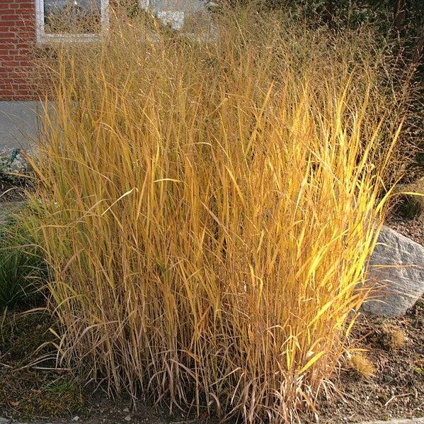 Panicum virgatum 'Thundercloud' ~ Thundercloud Switch Grass-ServeScape