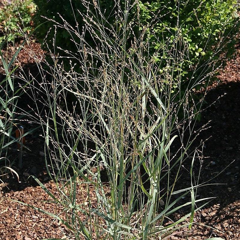 Panicum virgatum 'Heavy Metal' ~ Monrovia® Heavy Metal Switch Grass-ServeScape