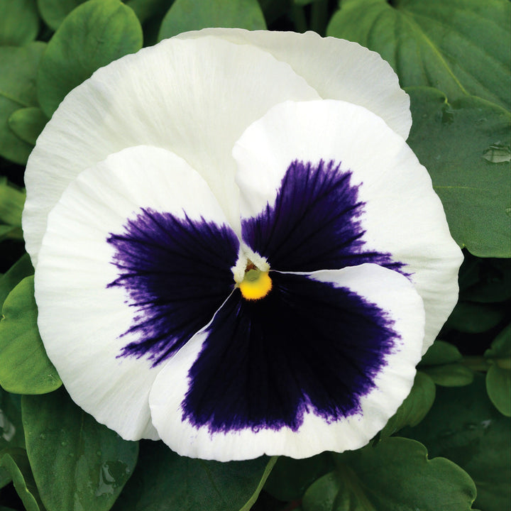 Viola x wittrockiana 'Mammoth Glamarama White' ~ Mammoth™ Glamarama White Pansy-ServeScape