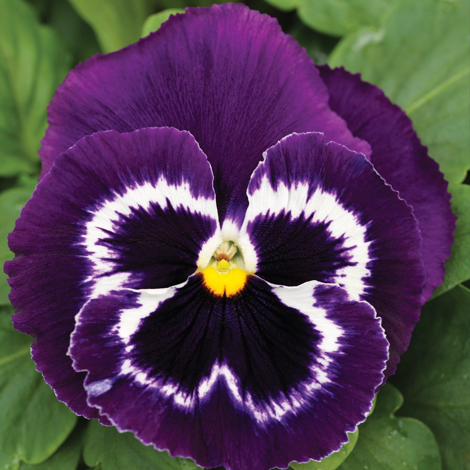 Viola x wittrockiana 'Mammoth Viva-la-Violet' ~ Mammoth™ Viva-la-Violet Pansy-ServeScape