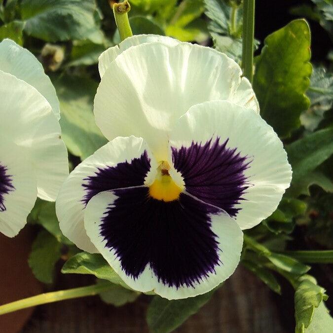 Viola x wittrockiana 'Mammoth Glamarama White' ~ Mammoth™ Glamarama White Pansy-ServeScape