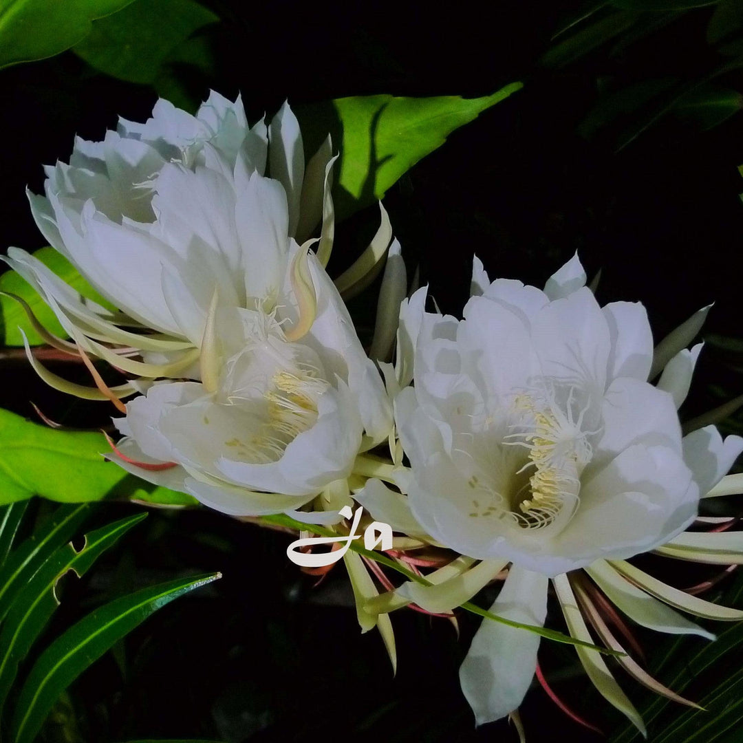 Epiphyllum anguliger ~ Monrovia® Fishbone Cactus-ServeScape