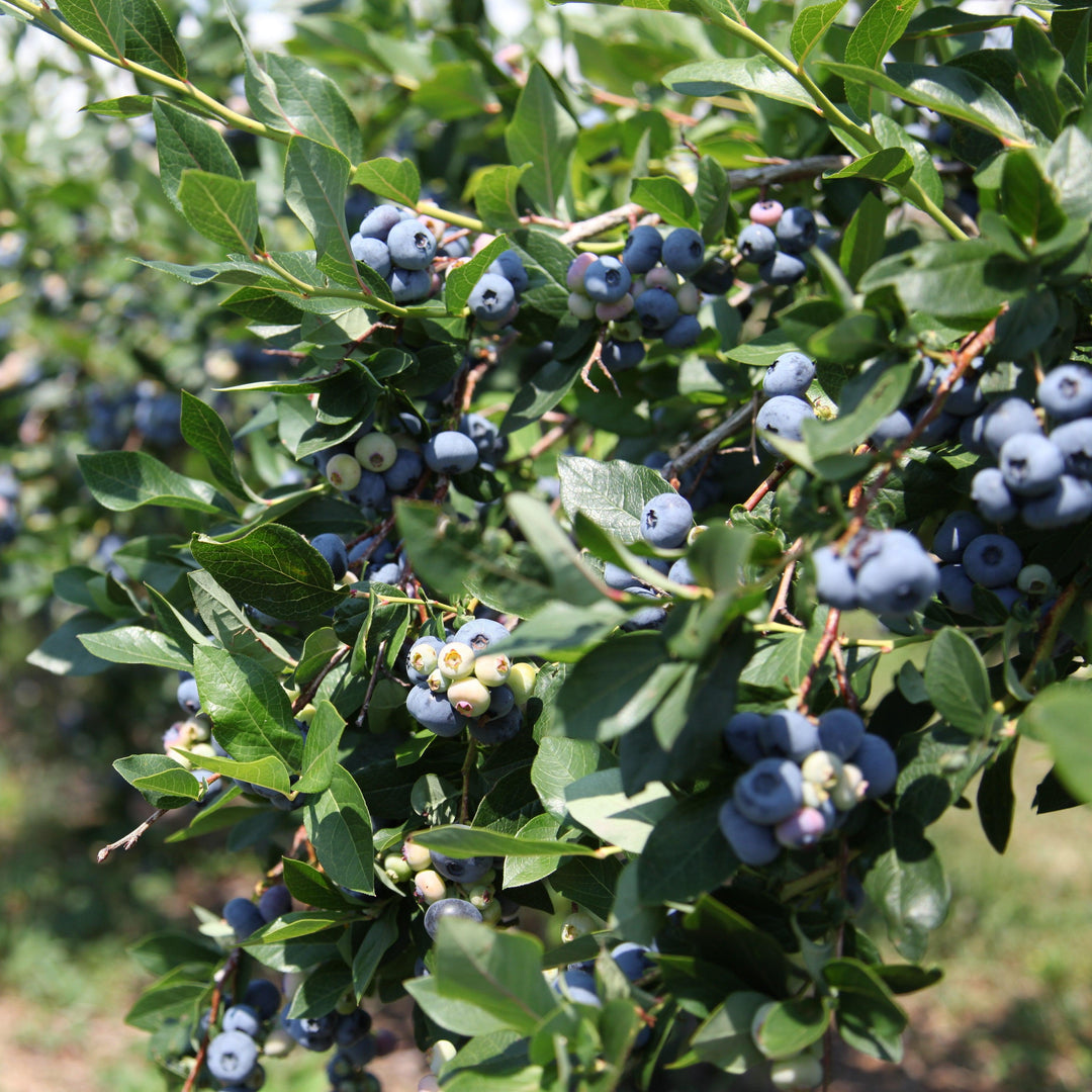 Vaccinium corymbosum ZF06-051' PP29,437 ~ Monrovia® Bountiful™ Delight Blueberry-ServeScape