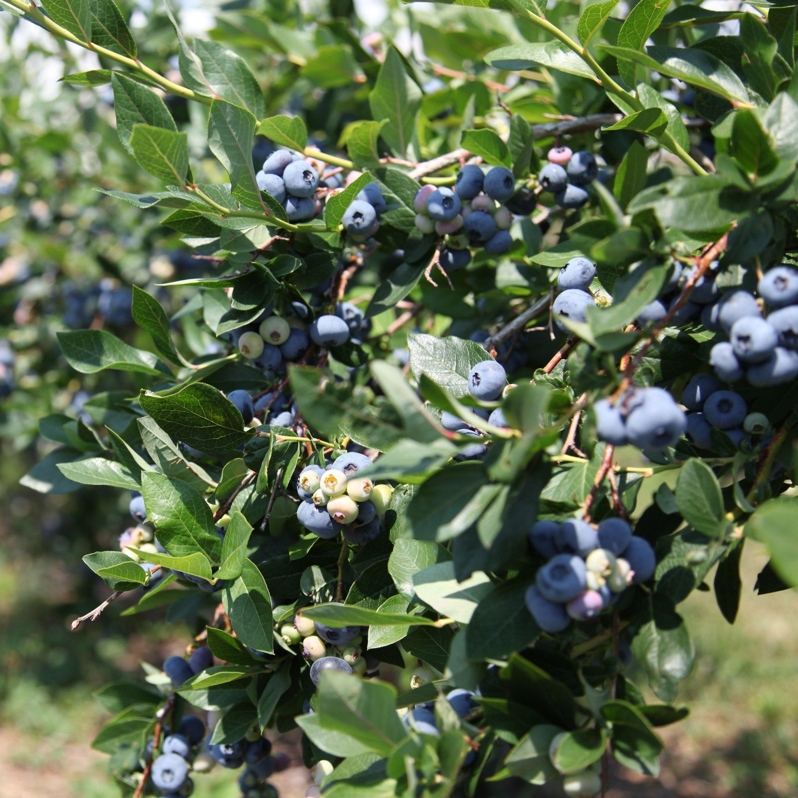 Vaccinium corymbosum ZF06-051' PP29,437 ~ Monrovia® Bountiful™ Delight Blueberry-ServeScape