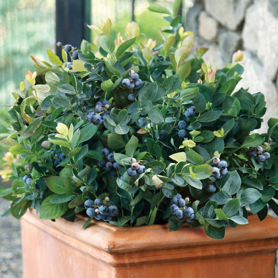 Vaccinium corymbosum 'ZF06-043' ~ Peach Sorbet® Blueberry-ServeScape