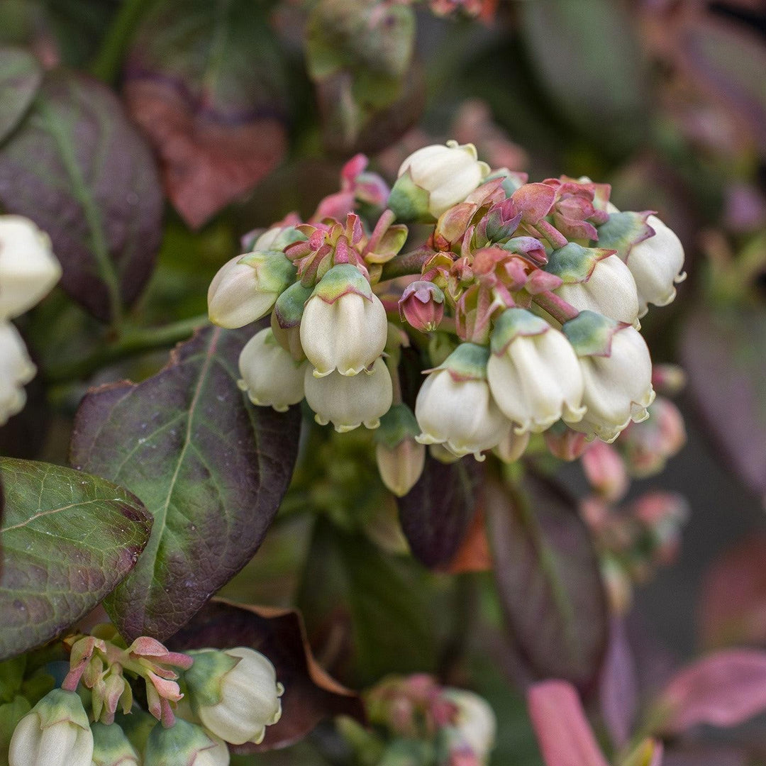 Vaccinium corymbosum 'ZF06-043' ~ Peach Sorbet® Blueberry-ServeScape