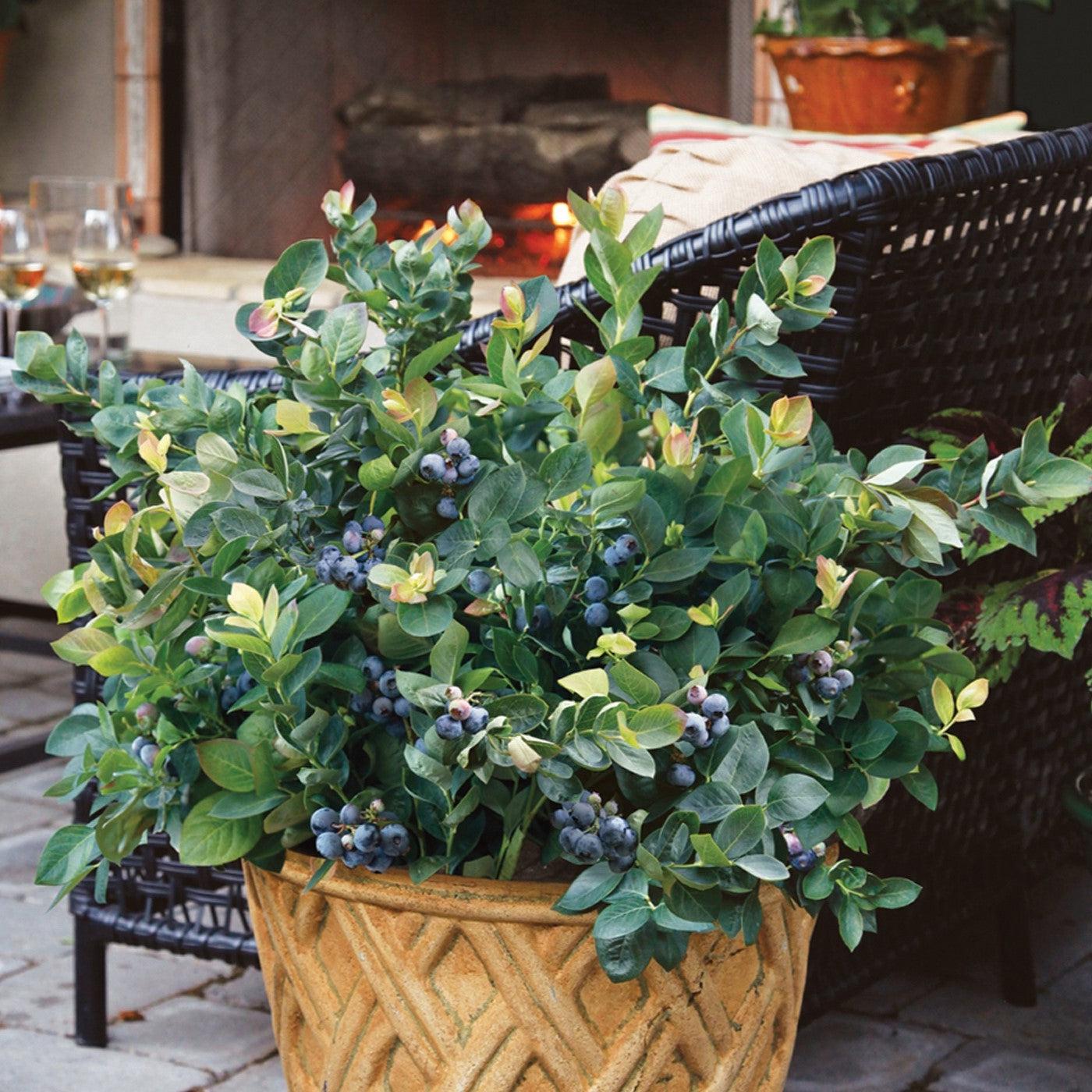 Vaccinium corymbosum 'ZF06-043' ~ Peach Sorbet® Blueberry-ServeScape