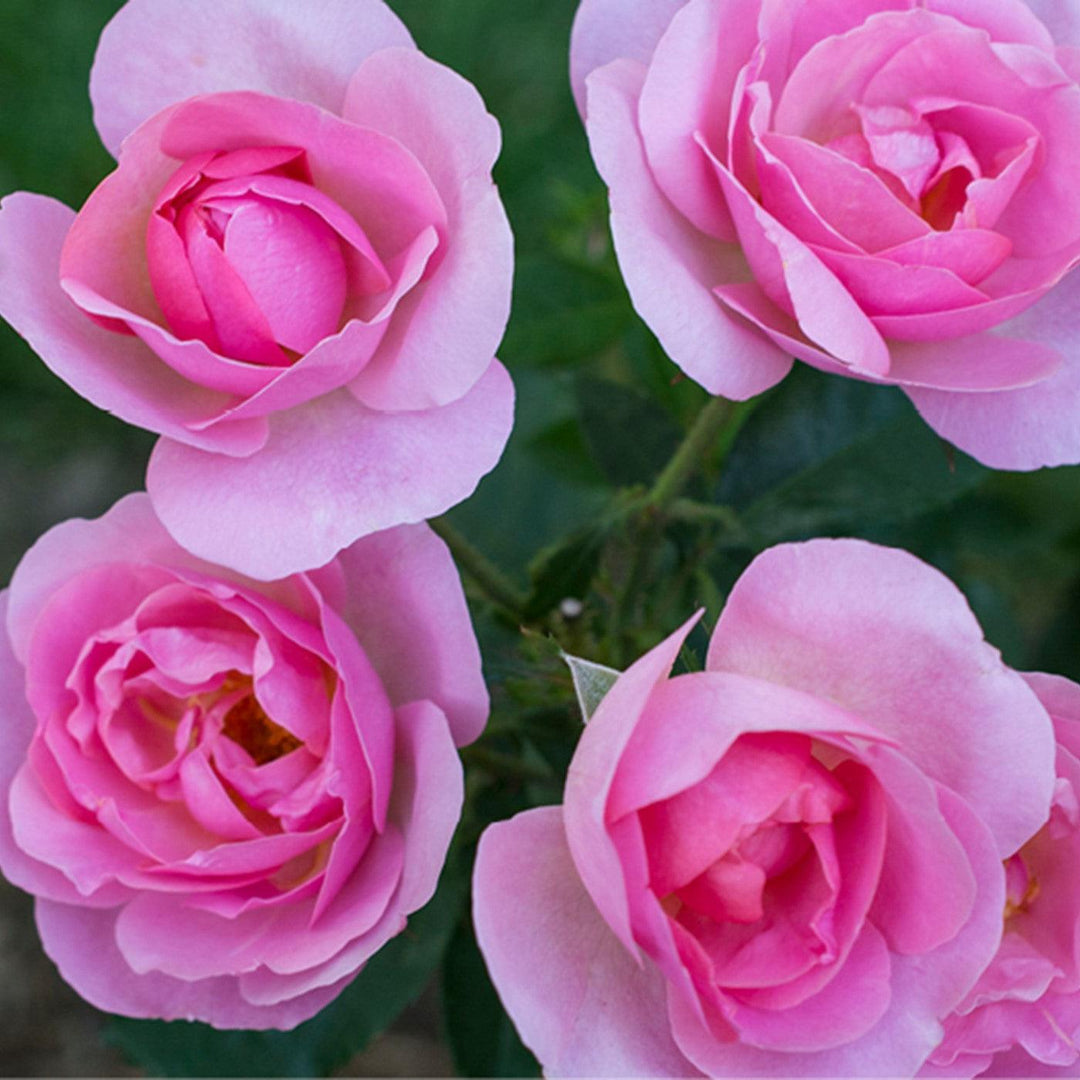 Rosa 'Radgor' ~ Knock Out® Peachy Rose-ServeScape