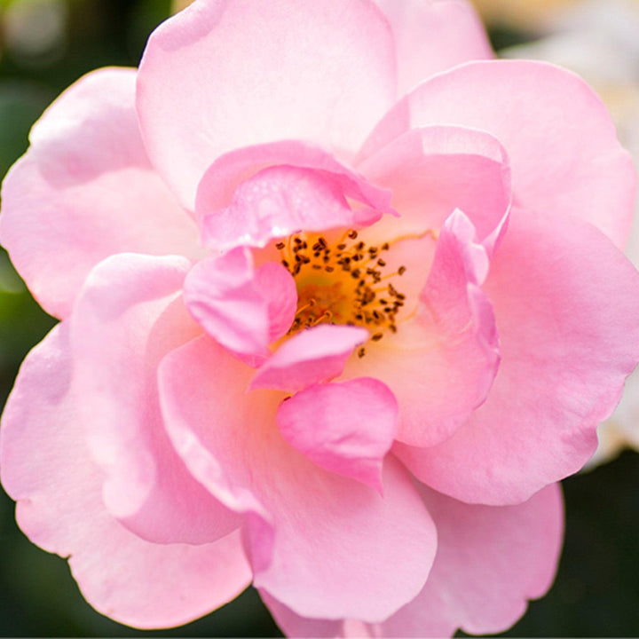 Rosa 'Radgor' ~ Knock Out® Peachy Rose-ServeScape