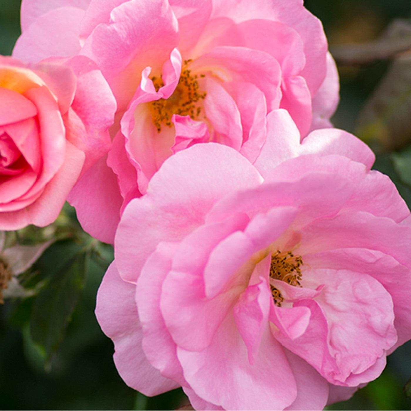 Rosa 'Radgor' ~ Knock Out® Peachy Rose-ServeScape