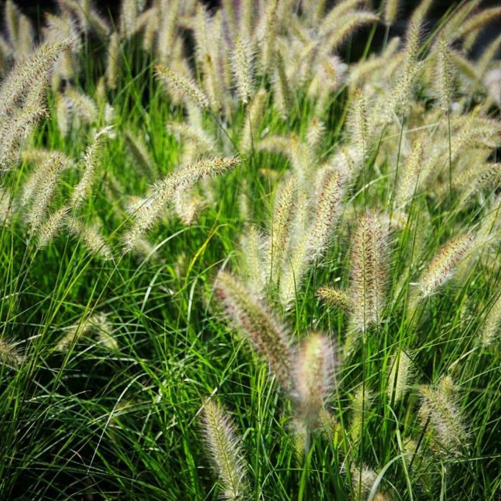 Pennisetum alopecuroides 'Hameln ~ Monrovia® Hameln Fountain Grass-ServeScape