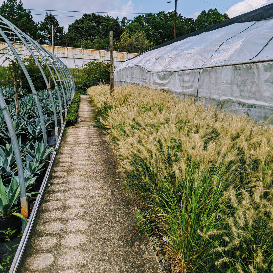 Pennisetum alopecuroides 'Hameln ~ Monrovia® Hameln Fountain Grass-ServeScape