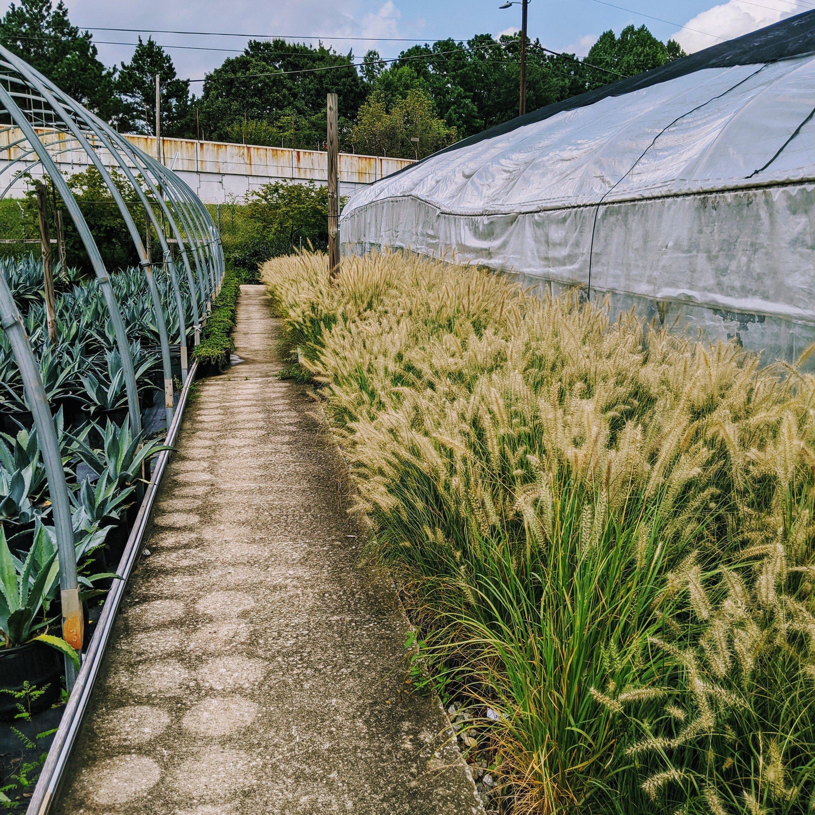 Pennisetum alopecuroides 'Hameln ~ Monrovia® Hameln Fountain Grass-ServeScape