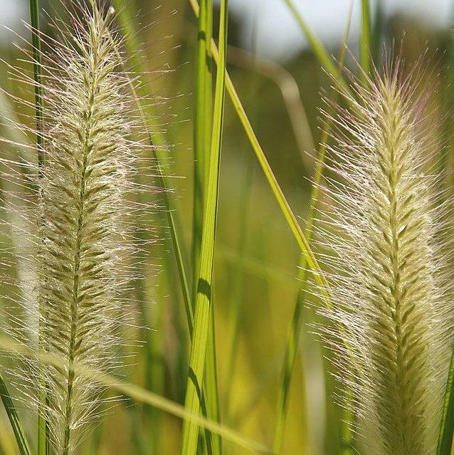 Pennisetum alopecuroides 'Foxtrot' ~ Foxtrot Fountain Grass-ServeScape