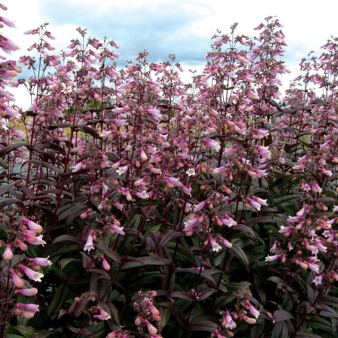 Penstemon 'Dark Towers' ~ Dark Towers Beardtongue-ServeScape