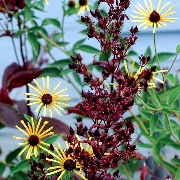 Penstemon 'Dark Towers' ~ Dark Towers Beardtongue-ServeScape