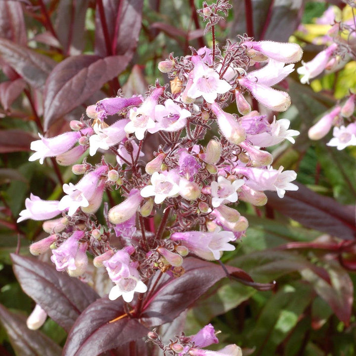 Penstemon 'Dark Towers' ~ Dark Towers Beardtongue-ServeScape