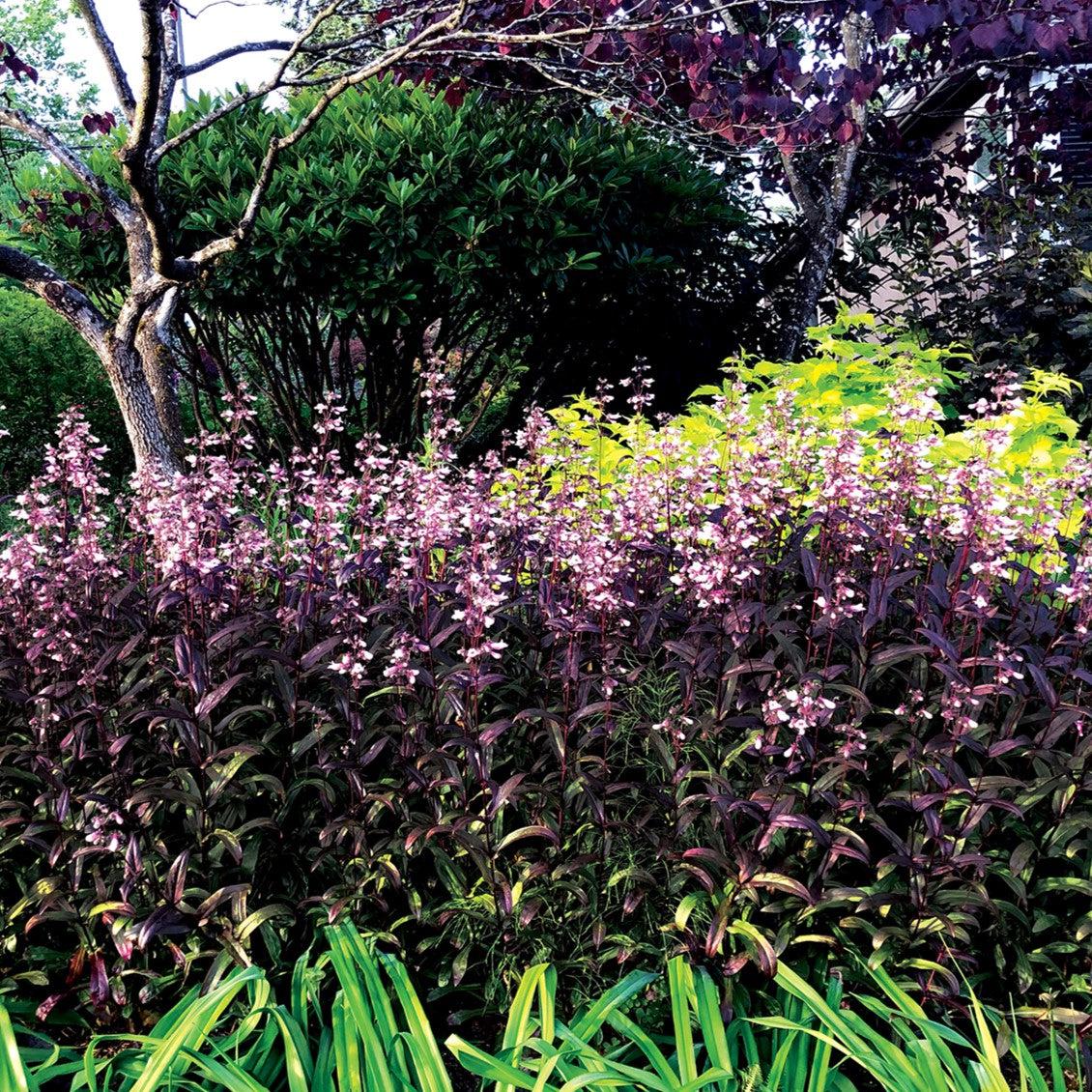 Penstemon 'Dark Towers' ~ Dark Towers Beardtongue-ServeScape