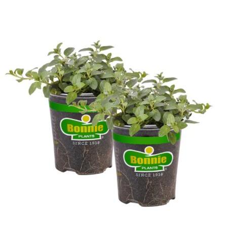 Assorted Herbs ~ Cool Season Herbs (4.5" pot)-ServeScape