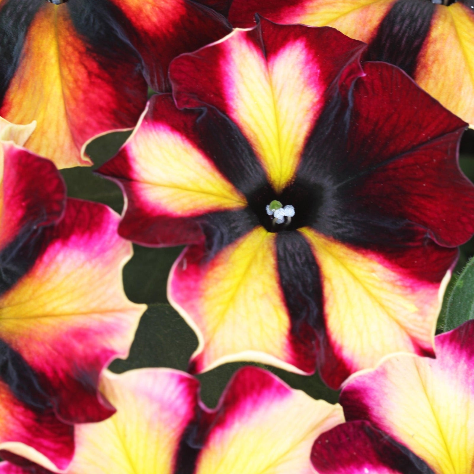 Petunia hybrid 'Wespecrasube’ ~ Crazytunia® Sugar Beat Petunia-ServeScape