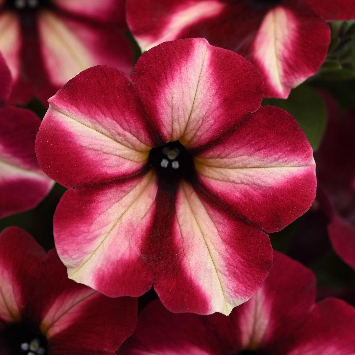 Petunia x 'Balcushmesim' ~ ColorRush™ Merlot Star Petunia-ServeScape