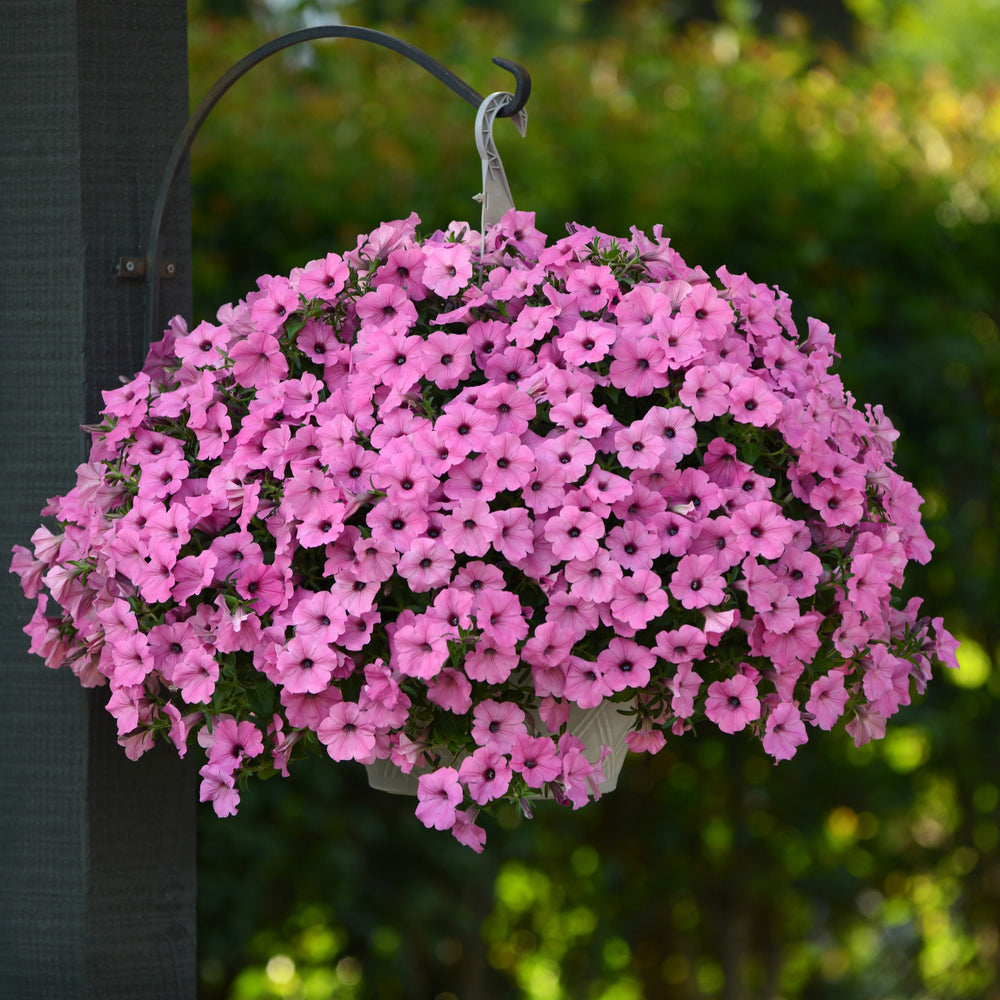 Petunia x 'Balcushink' ~ ColorRush™ Pink Petunia-ServeScape