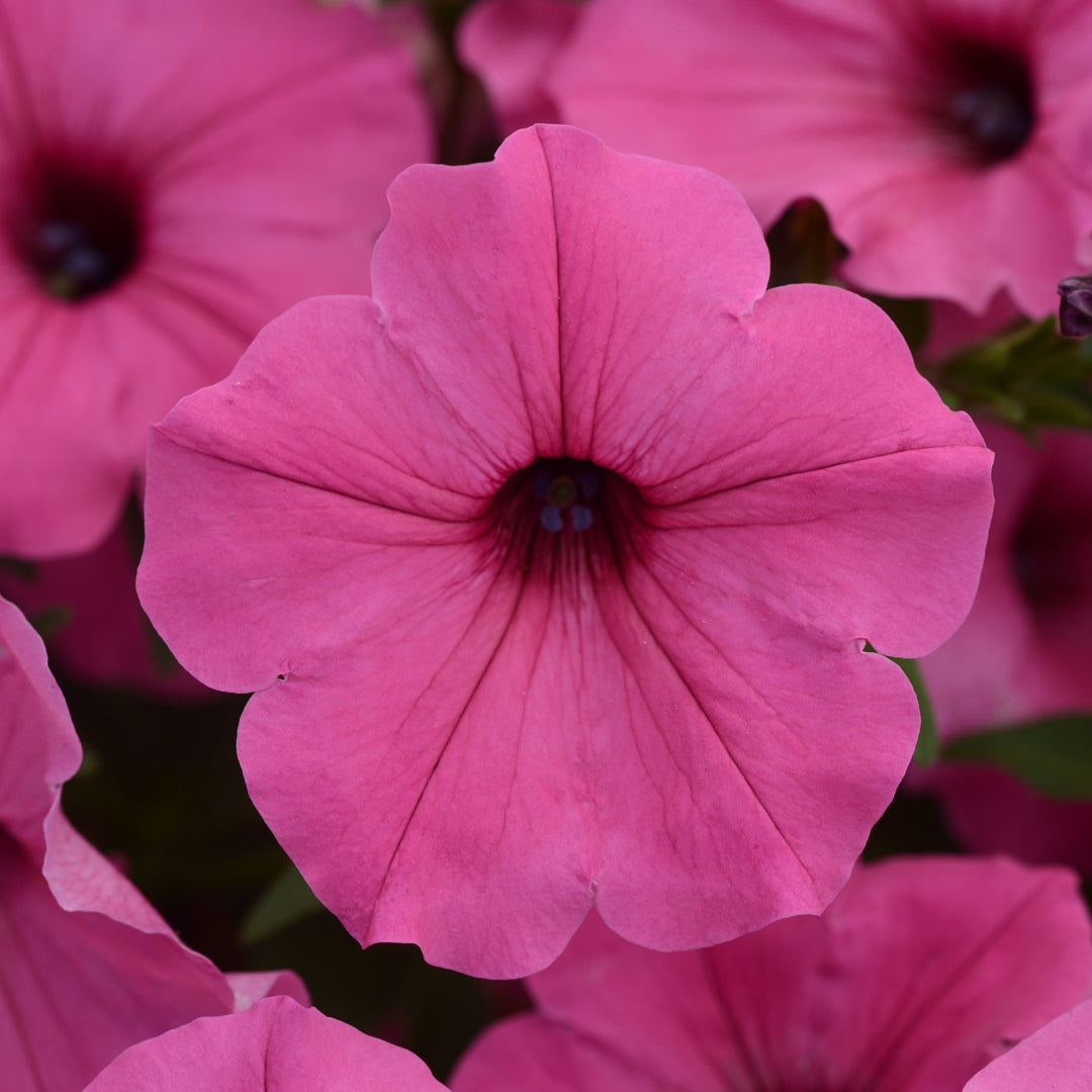 Petunia x 'Balcushink' ~ ColorRush™ Pink Petunia-ServeScape