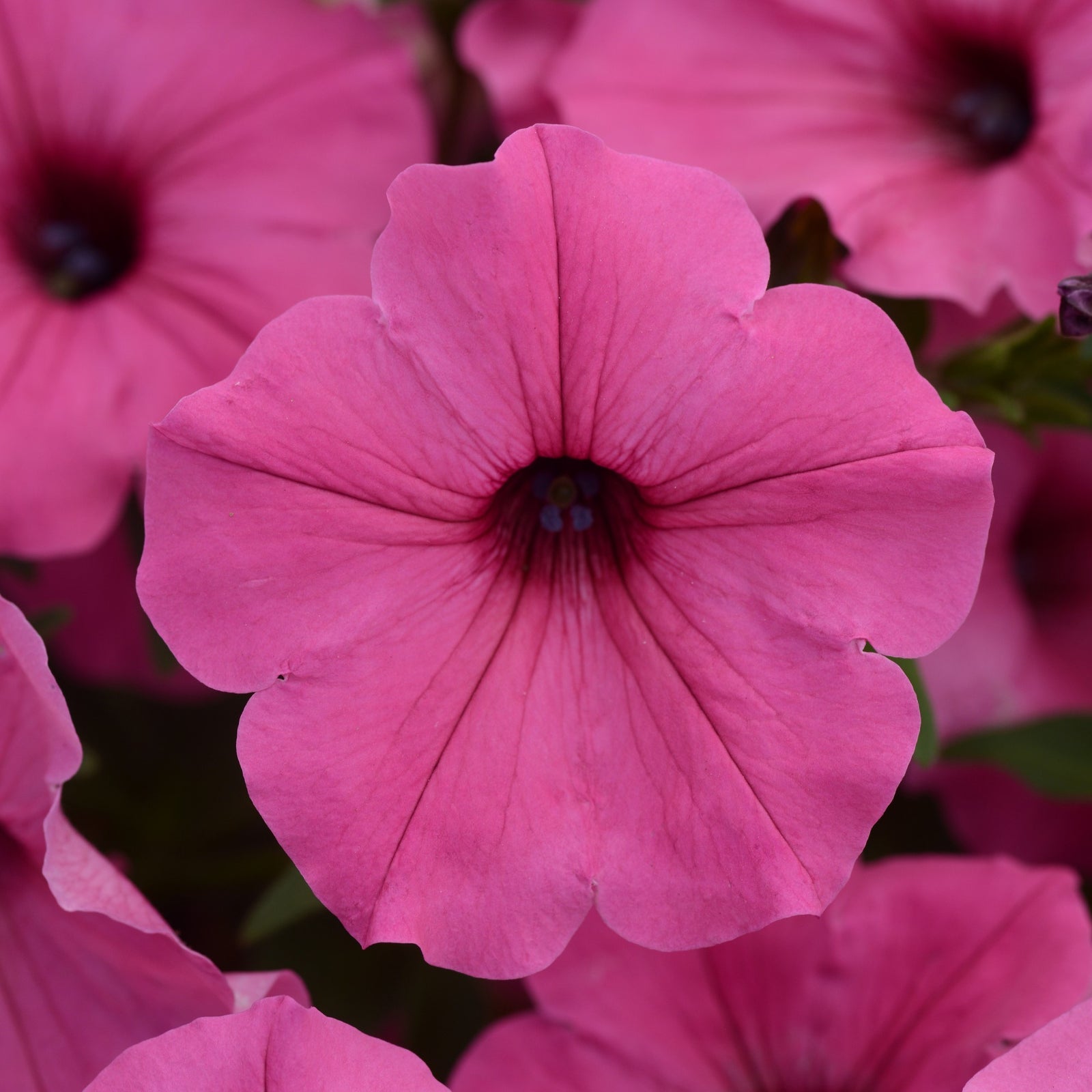 Petunia x 'Balcushink' ~ ColorRush™ Pink Petunia-ServeScape