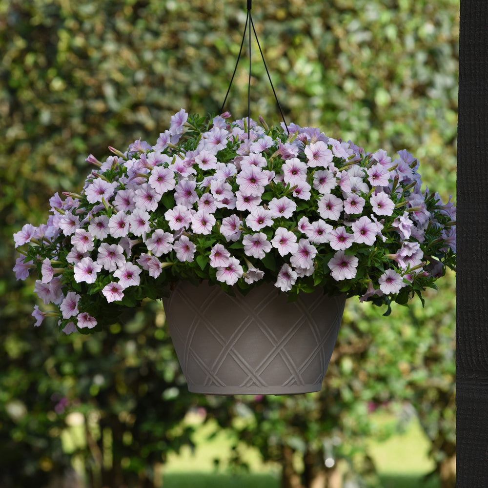 Petunia x 'Balcushinein' ~ ColorRush™ Pink Vein Petunia-ServeScape