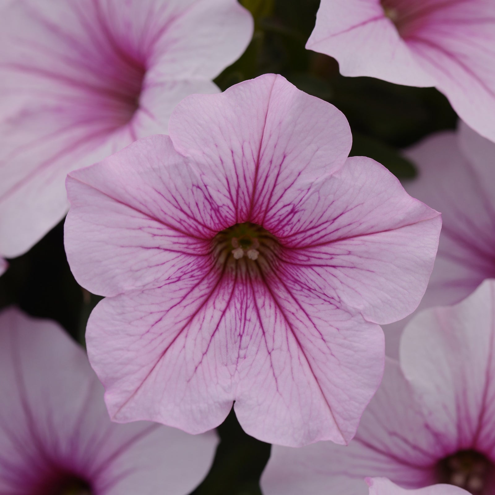 Petunia x 'Balcushinein' ~ ColorRush™ Pink Vein Petunia-ServeScape