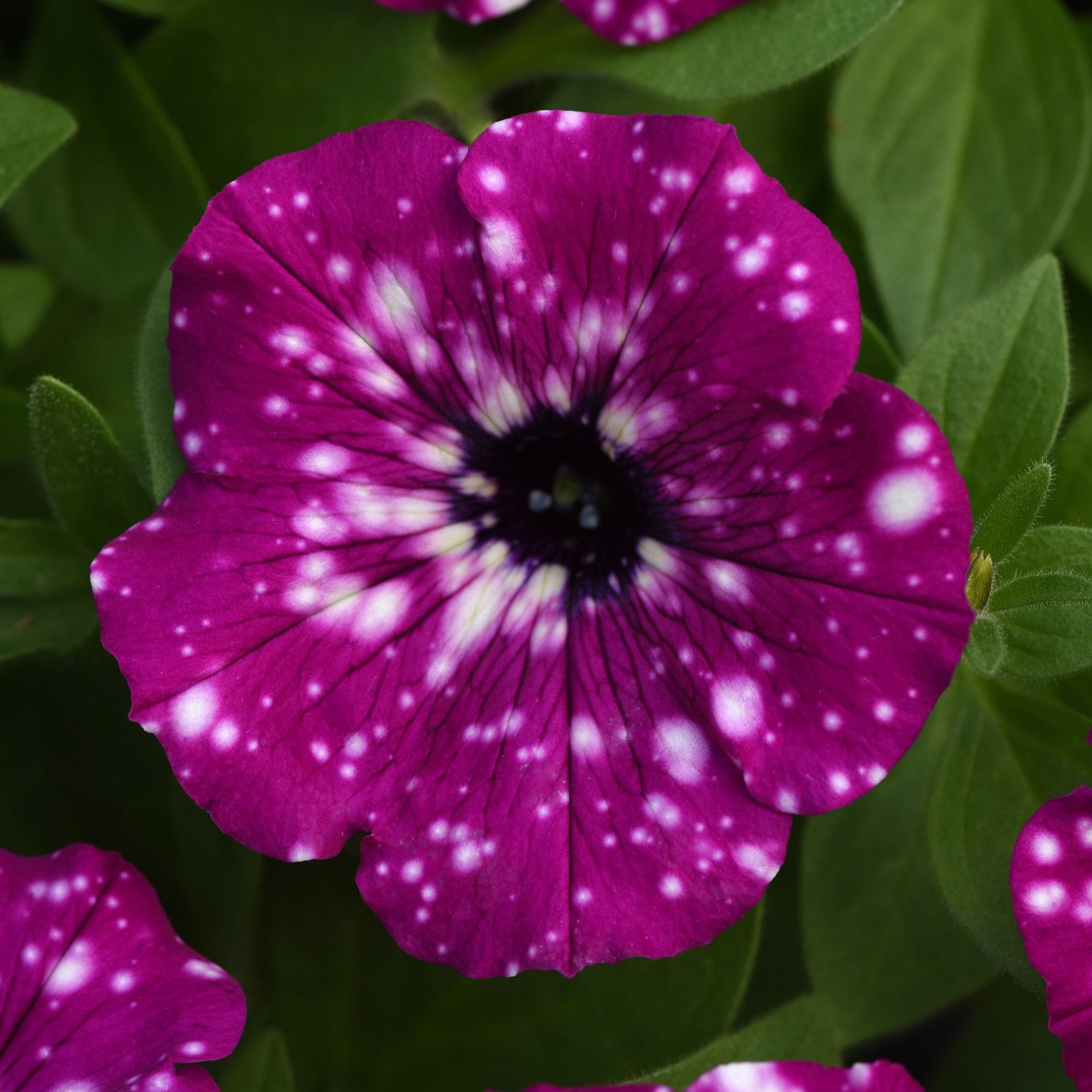 Petunia x 'KLEPH20513' ~ Headliner™ Electric Purple Sky Petunia-ServeScape