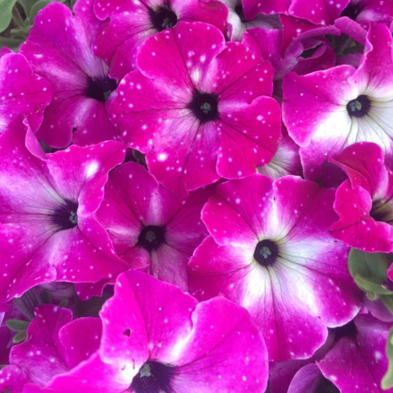 Petunia x 'KLEPH20580' ~ Headliner™ Enchanted Sky Petunia-ServeScape