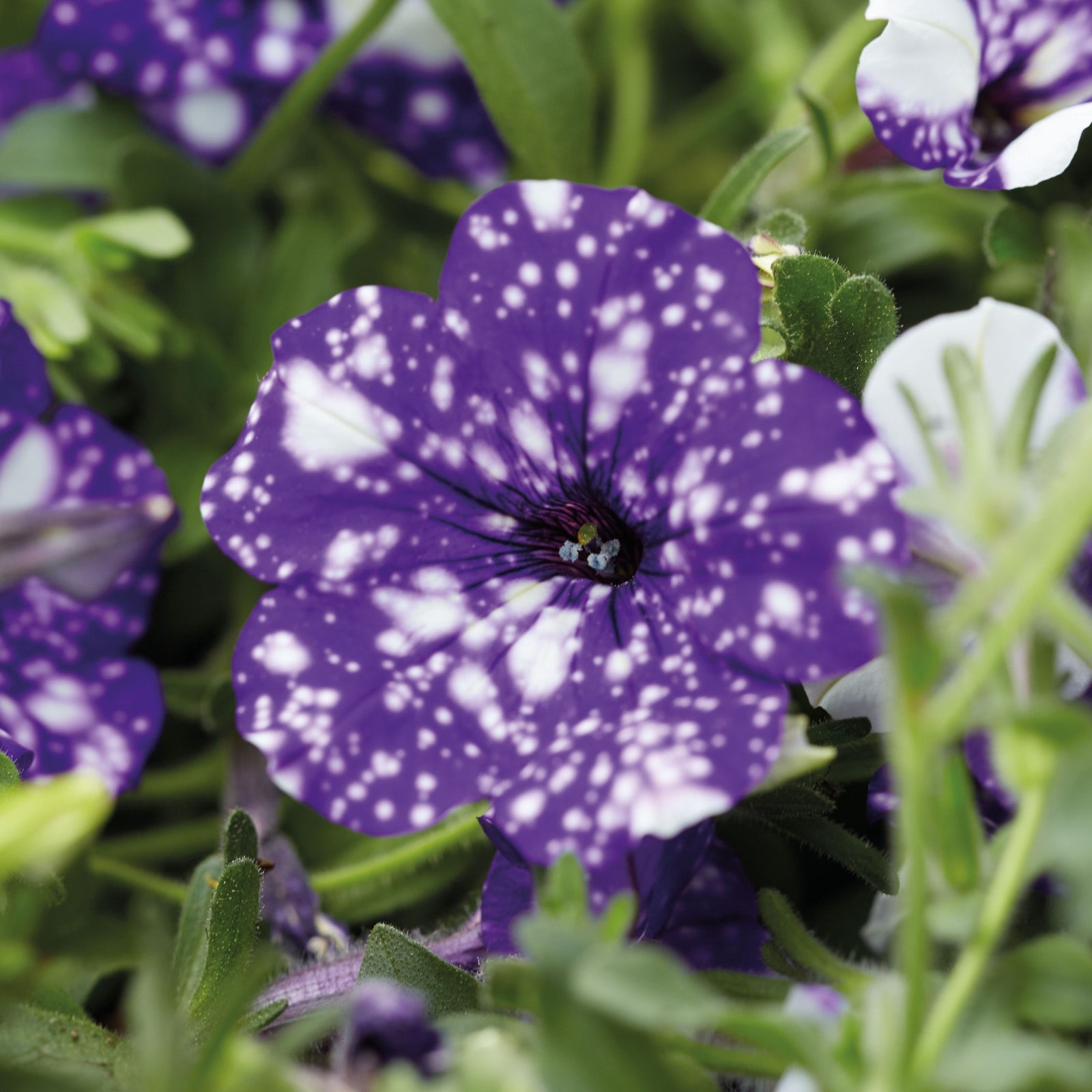 Petunia x 'KLEPH15313' ~ Headliner™ Night Sky® Petunia-ServeScape