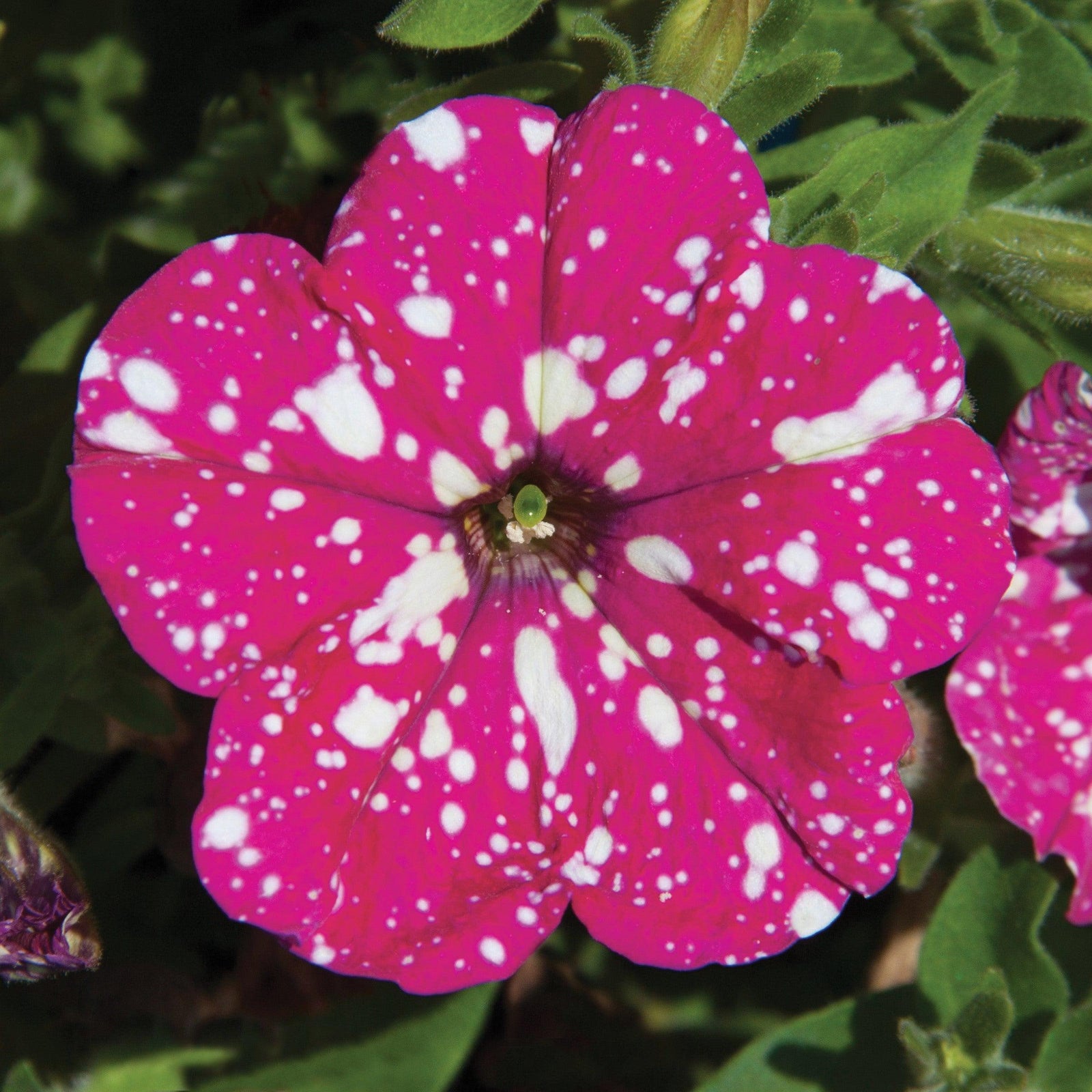 Petunia x 'KLEPH22684' ~ Headliner™ Pink Sky Petunia-ServeScape