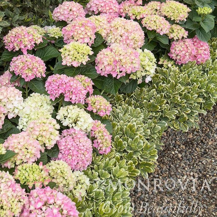 Hydrangea macrophylla 'MonPKSP' ~ Monrovia® Pink Splendor™ Hydrangea-ServeScape