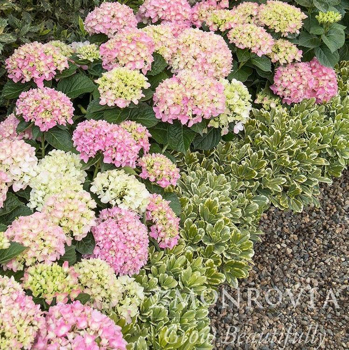 Hydrangea macrophylla 'MonPKSP' ~ Monrovia® Pink Splendor™ Hydrangea-ServeScape