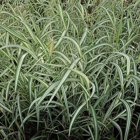 Phalaris arundinacea var. picta 'Feesey' ~ Strawberries & Cream Ribbon Grass-ServeScape