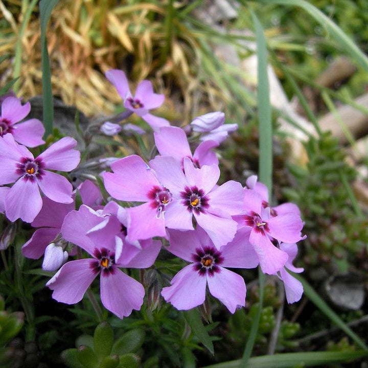 Phlox subulata 'Eye Candy' ~ Eye Candy Creeping Phlox-ServeScape