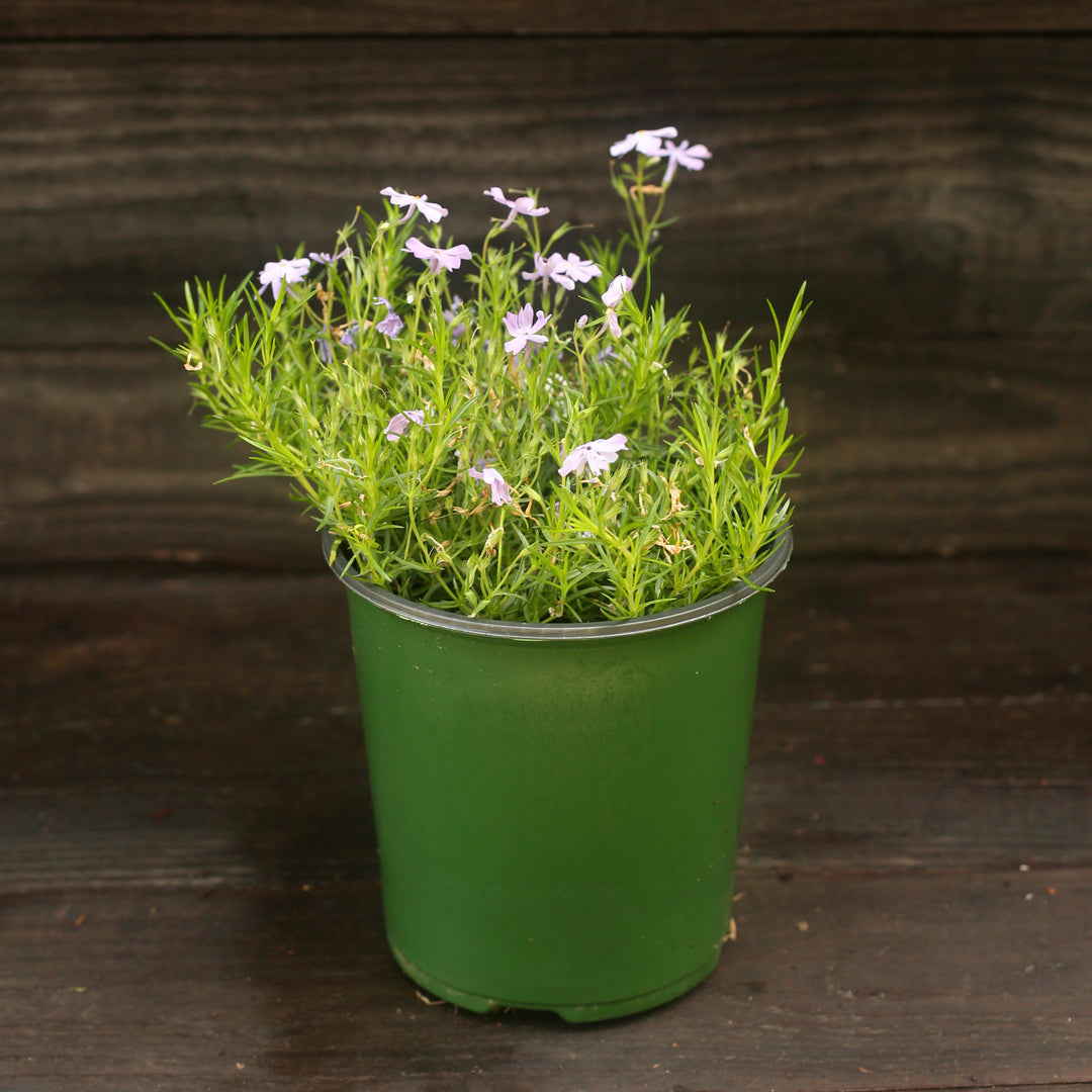 Phlox subulata 'Emerald Blue' ~ Emerald Blue Creeping Phlox-ServeScape